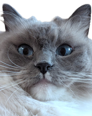 Flausch