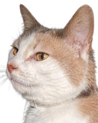 Portrait von Kleiner Scheißer