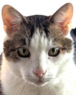 Portrait von Levi