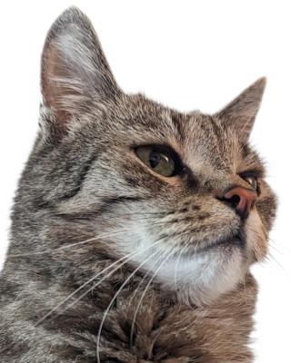 Portrait von Pepsi