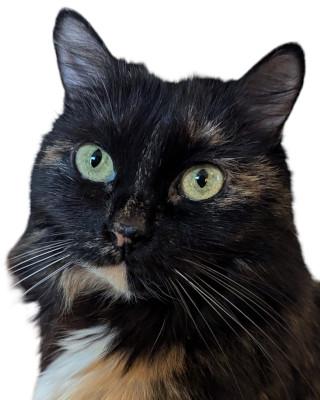 Portrait von Rofl