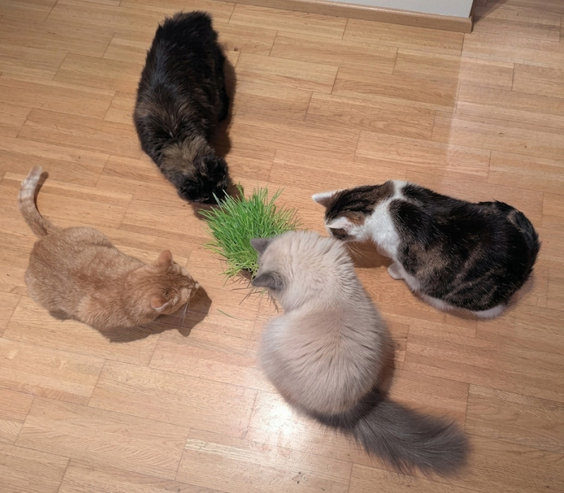 Unsere vier Katzen versammelt um Katzengras